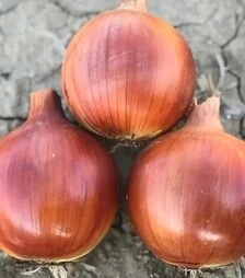 Насіння ріпчастої цибулі Луніка F1, п.о. 250 тис. насінин (Cora Seeds)