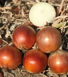 Насіння ріпчастої цибулі Магіка F1, п.о. 250 тис. насінин (Cora Seeds)
