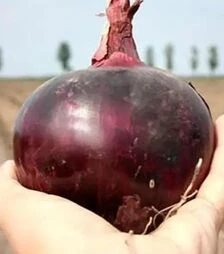 Насіння ріпчастої цибулі Фіамма F1, п.о. 250 тис. насінин (Cora Seeds)