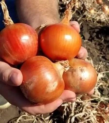 Насіння ріпчастої цибулі Титан F1, п.о. 250 тис. насінин (Libra Seeds)
