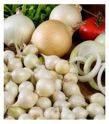 Насіння цибулі сіянки Гледстоун, 10 кг (TOP Onions Nederland)