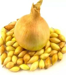 Насіння цибулі сіянки Шекспір, 10 кг (Triumfus Onion Products)