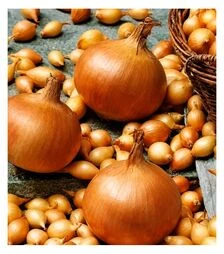 Насіння цибулі сіянки Стурон, 10 кг (Triumfus Onion Products)