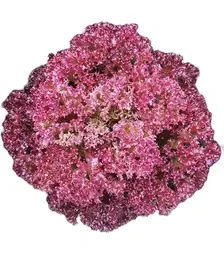 Насіння салату Крімсон, 1 кг (Moravoseed)