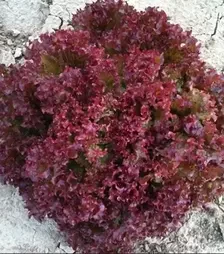 Семена салата Азирка, п.е. 1 тыс. семян (Vitalis)