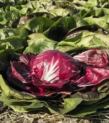 Насіння салату Васарі, п.о. 5 тис. насінин (Bejo)