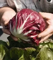 Насіння салату Леонардо, п.о. 5 тис. насінин (Bejo)