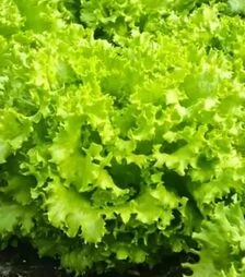 Семена салата Фанли F1, п.е. 5 тыс. семян (Syngenta)