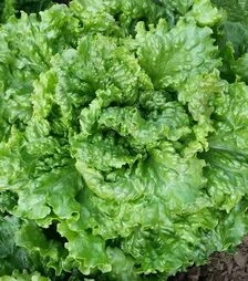 Насіння салату Геркулес, 1 кг (Moravoseed)