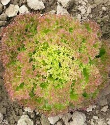 Насіння салату Мерлот, 1 кг (Moravoseed)