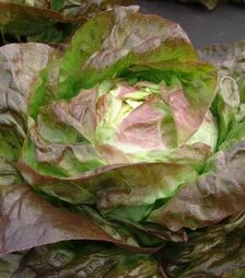 Насіння салату Сагім, 1 кг (Moravoseed)
