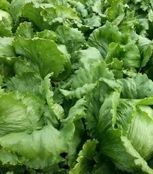 Насіння салату Мауглі, 1 кг (Moravoseed)
