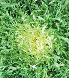 Насіння салату Фрізе Валоні, 500 г (Hortus)