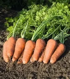 Насіння моркви Купар F1, п.о. 100 тис. насінин , 2,2-2,4 калібр (Bejo)