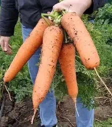 Семена моркови СВ 3118 F1, п.е. 200 тыс. семян, 1,6-1,8 калибр (Seminis)