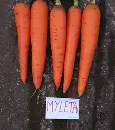 Семена моркови Мулета F1, п.е. 100 тыс. семян, 1,4-1,6 калибр (Clause)