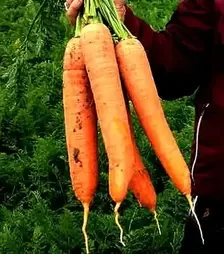 Насіння моркви Патзі F1, п.о. 100 тис. насінин , 1,6-2,0 калібр (Clause)