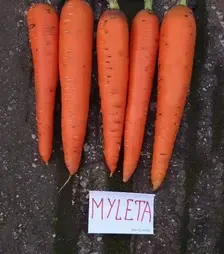 Семена моркови Мулета F1, п.е. 100 тыс. семян, 2,0-2,25 калибр (Clause)