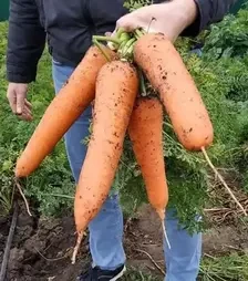 Семена моркови СВ 3118 F1, п.е. 1 млн. семян, 1,6-1,8 калибр (Seminis)