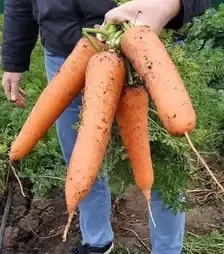 Семена моркови СВ 3118 F1, п.е. 1 млн. семян, 2,0-2,2 калибр (Seminis)