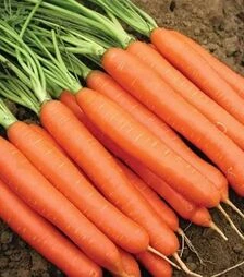 Насіння моркви Нантес Тіп Топ, 500 г (United Genetics)