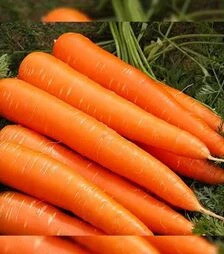 Семена моркови Франсис, 1 кг (Moravoseed)
