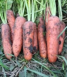Насіння моркви Нью Курода АС, 500 г, 1,4–1,8 калібр (Asia Seed)