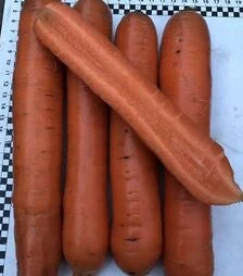 Насіння моркви Ніндзя F1, п.о. 250 тис. насінин (Spark Seeds)