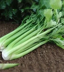 Насіння селери Малахіт, 1 кг (Moravoseed)
