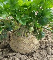 Насіння селери Албін, 1 кг (Moravoseed)