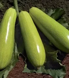 Насіння кабачка Язума F1, п.о. 500 насінин (Kitano Seeds)