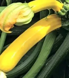 Насіння кабачка Голден Глорі F1, п.о. 500 насінин (Syngenta)