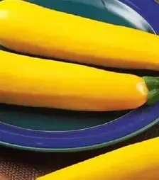 Насіння кабачка Голдена, 1 кг (Moravoseed)