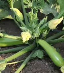 Насіння кабачка Язума F1, п.о. 1 тис. насінин (Kitano Seeds)