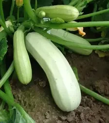 Насіння кабачка Квета, 1 кг (Moravoseed)