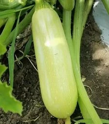 Насіння кабачка Рішар F1 (INX 1423), п.о. 1 тис. насінин (Innova Seeds)