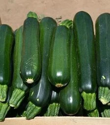 Насіння кабачка Базальд F1, п.о. 500 насінин (Spark Seeds)