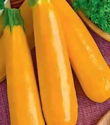 Насіння кабачка Голден, 500 г (Коуел)