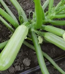 Насіння кабачка КС 2446 F1, п.о. 1 тис. насінин (Kitano Seeds)