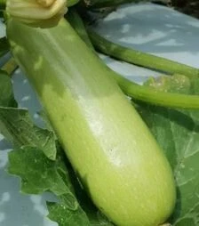 Насіння кабачка Реггі F1 (INX 1424), п.о. 1 тис. насінин (Innova Seeds)