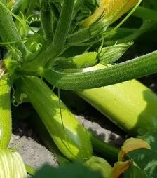 Насіння кабачка Ренді F1 (INX 5286), п.о. 1 тис. насінин (Innova Seeds)