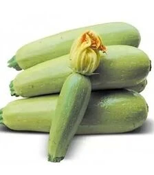 Насіння кабачка Муфаса F1, п.о. 500 насінин (Lark Seeds)