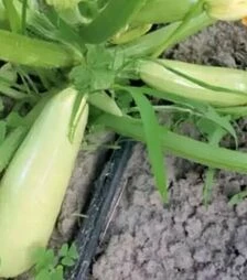 Насіння кабачка Теренум F1, п.о. 2500 насінин (Spark Seeds)
