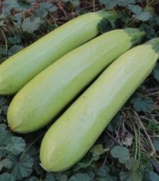 Насіння кабачка Аміно (ЄС 621) F1, п.о. 500 насінин (Ergon Seed)