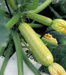 Насіння кабачка Ангеліна F1, п.о. 50 насінин (Syngenta Seeds)