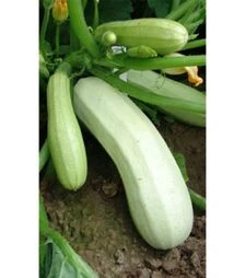 Насіння кабачка Квіта, 1 кг (Moravo Seed)