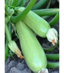 Насіння кабачка КС 2446 F1, п.о. 250 насінин (Kitano Seeds)