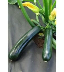 Насіння кабачка Нефертіті, 1 кг (Moravo Seed)