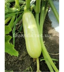 Насіння кабачка Рішар (ІНХ 1423) F1, п.о. 100 насінин (Innova Seeds)