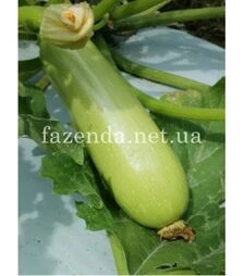 Насіння кабачка Реггі (ІНХ 1424) F1, п.о. 100 насінин (Innova Seeds)